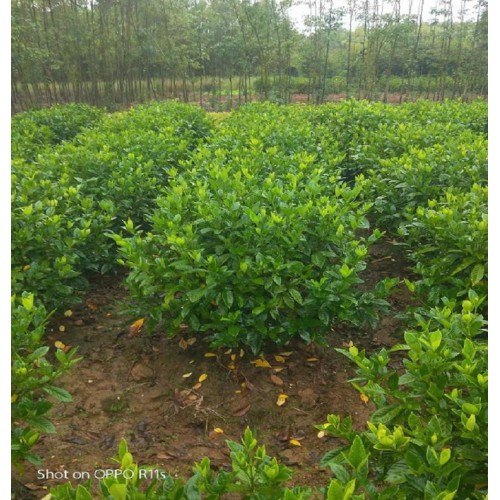 大叶栀子花球价格 80-90公分大叶栀子花球 大叶栀子球