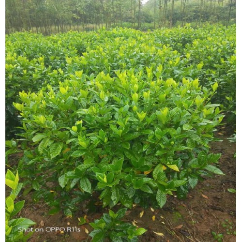 大叶栀子花球价格 140-150公分大叶栀子花球 大叶栀子球