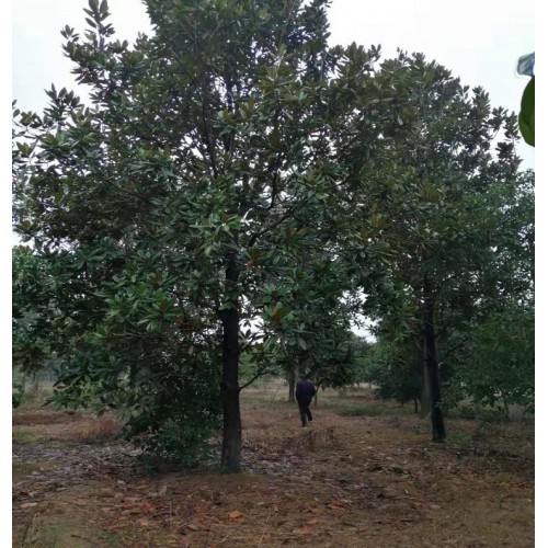 19-20-21公分广玉兰 广玉兰价格  广玉兰树价格