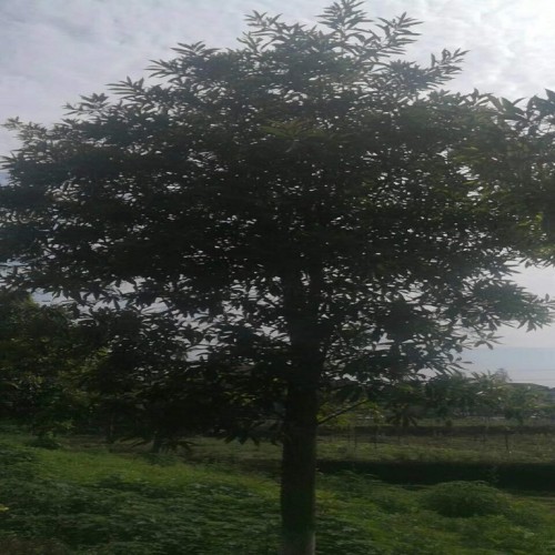 杜英树 杜英树价格 杜英价格