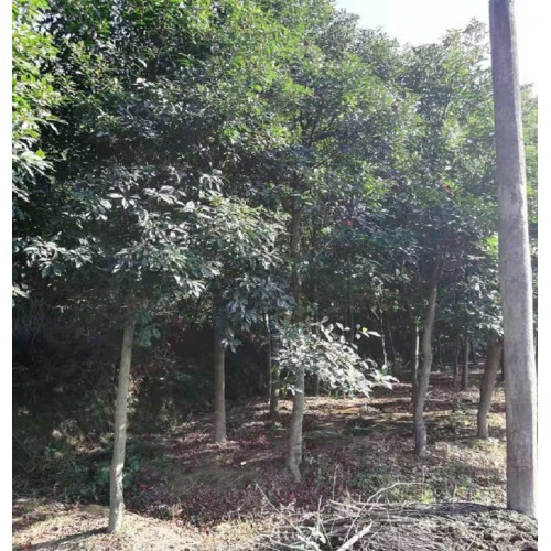 8-30公分杜英树 杜英树价格 杜英价格