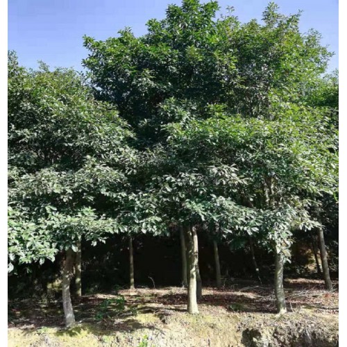 8-10-12-15公分公分杜英树 杜英树价格 杜英价格