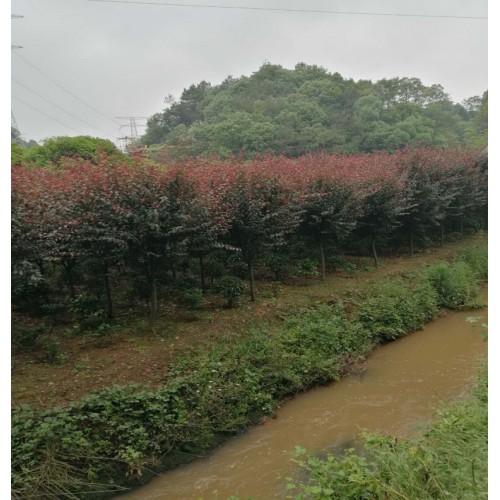 红叶李 红叶李价格 紫叶李价格