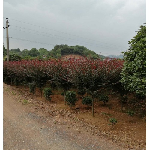 3-4-5-6-7-8公分红叶李 红叶李价格 紫叶李价格