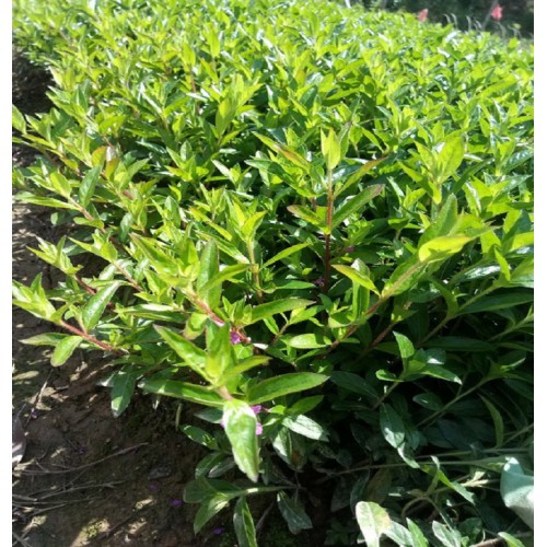 基地直销满天星小苗 满天星价格 满天星小苗价格