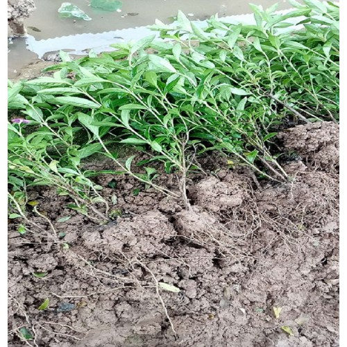 满天星小毛球价格   满天星价格 满天星小苗价格