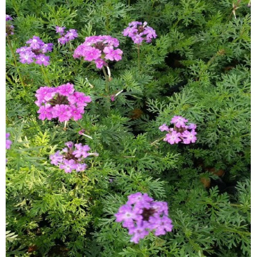 胜予苗木美女樱小苗 美女樱价格 美女樱小苗价格