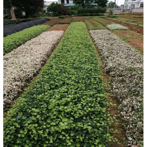 常春藤 常春藤小苗 常春藤小苗价格 常春藤价格