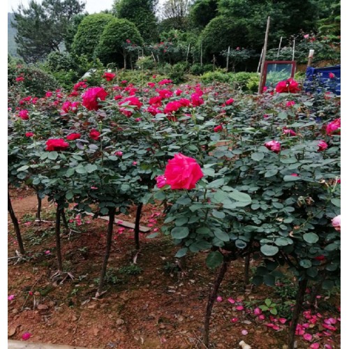 月季花 月季花价格 月季价格 高杆月季价格 丰花月季 月月红