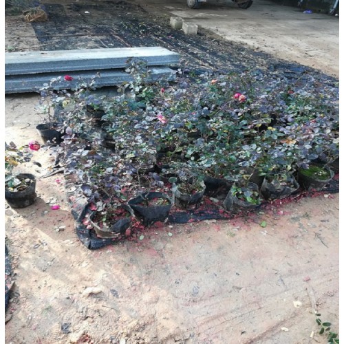 月季花 月季花价格 月季杯苗价格  丰花月季价格 月月红