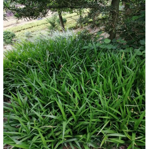 基地直销吉祥草 吉祥草价格 吉祥草小苗价格 紫衣草价格