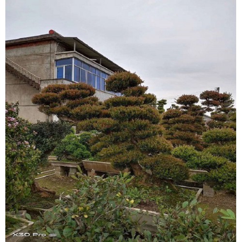 10-30公分赤楠 赤楠桩价格 赤楠桩景价格 造型赤楠价格