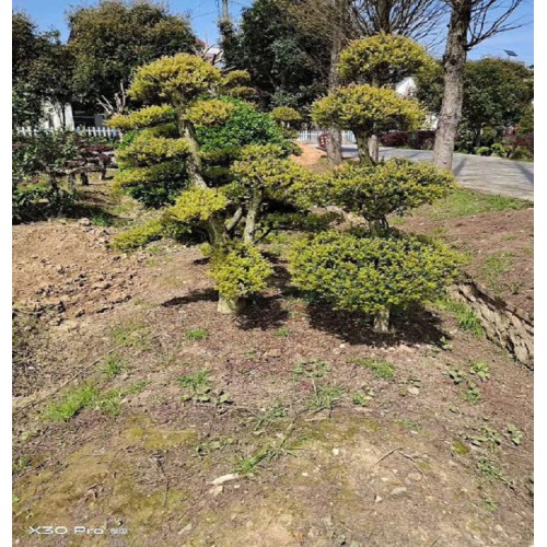 10-11-12公分赤楠 赤楠桩价格 赤楠桩景价格 造型赤楠