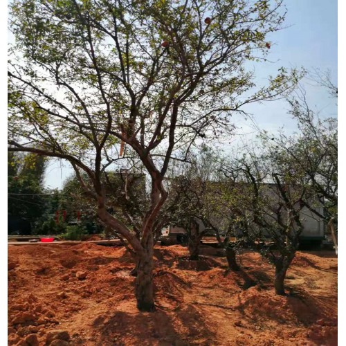 果石榴价格 花石榴价格 果石榴桩景价格 果石榴盆景价格