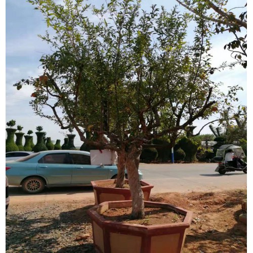 16-17-18公分果石榴价格 果石榴桩景价格 果石榴盆景