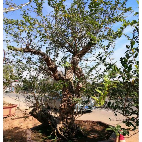 19-20-21公分果石榴价格 果石榴桩景价格 果石榴盆景