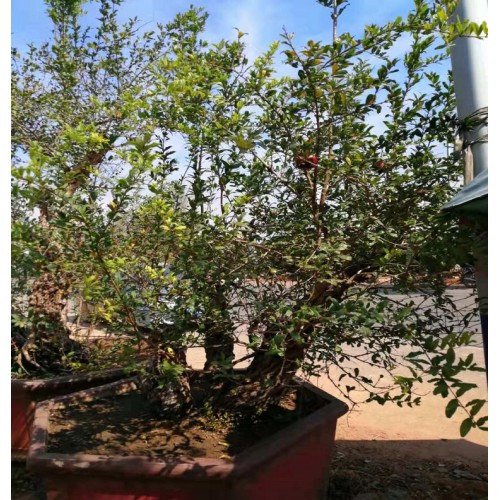 25-26-27公分果石榴价格 果石榴桩景价格 果石榴盆景