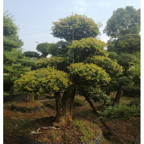 椤木石楠盆景价格 椤木石楠桩价格 造型椤木石楠桩价格