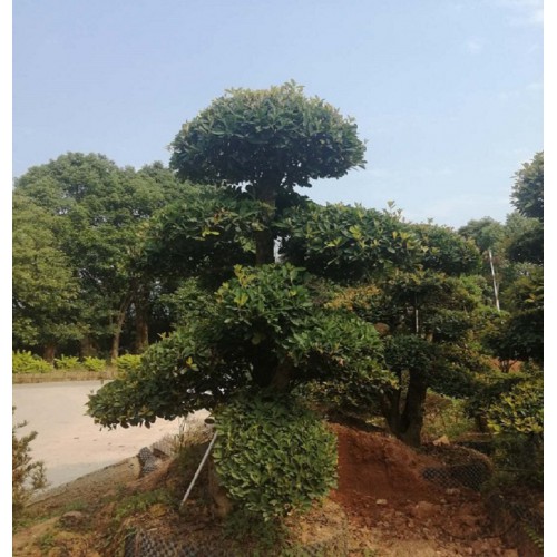 13-14-15公分椤木石楠 椤木石楠桩价格 造型椤木石楠桩