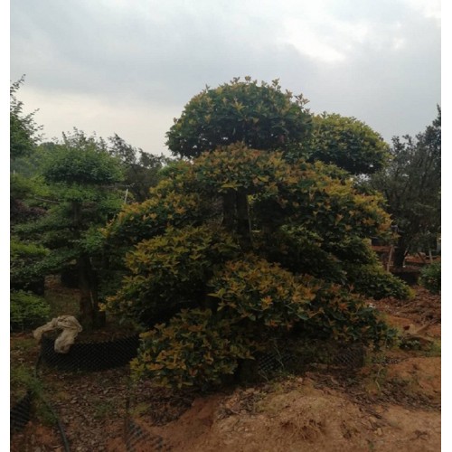 16-17-18公分椤木石楠 椤木石楠桩价格 造型椤木石楠桩