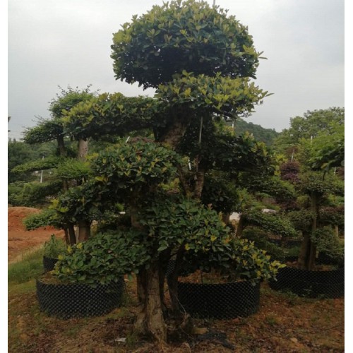 28-29-30公分椤木石楠 椤木石楠桩价格 造型椤木石楠桩