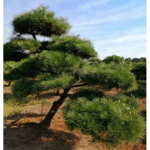 黑松 黑松价格 黑松桩景价格 造型黑松价格 五针松价格