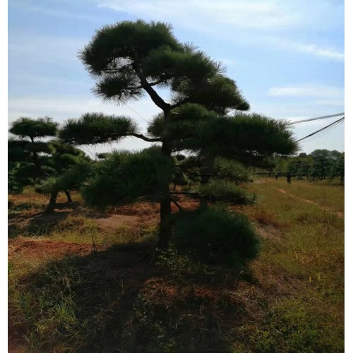 10-30公分黑松 黑松桩景价格 造型黑松价格 五针松价格