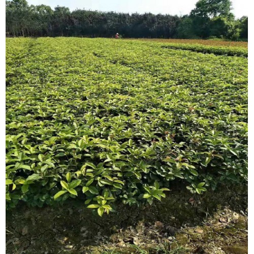 胜予苗木 四季桂小苗价格 月月桂价格 月月桂小苗价格