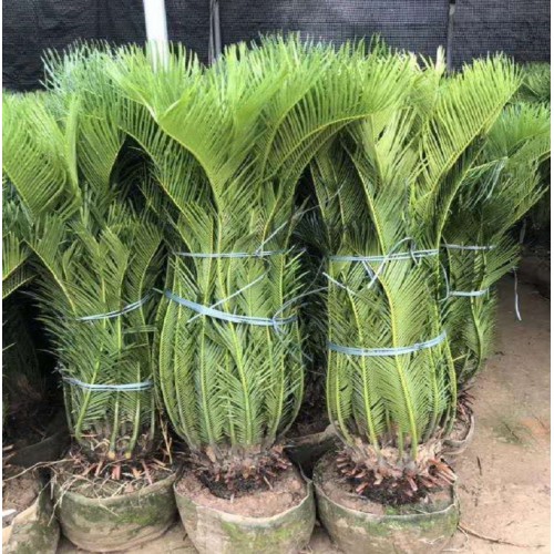 杆高30-60公分苏铁 苏铁价格 多杆苏铁价格 铁树价格