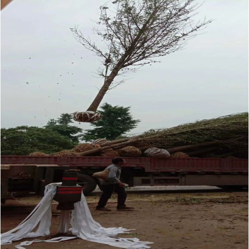 15-16-17-18公分银杏 银杏价格 银杏树价格