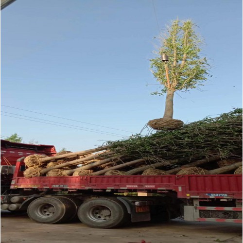 23-24-25-26公分银杏 银杏价格 银杏树价格