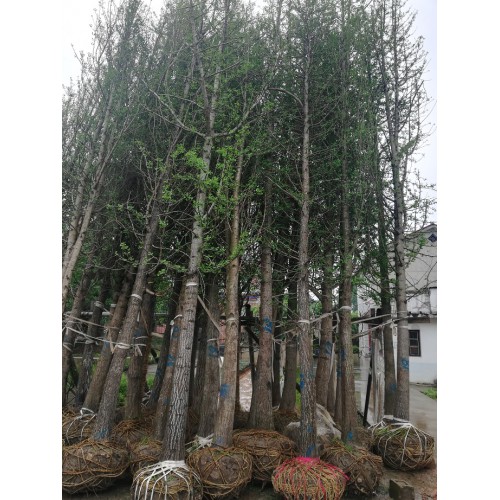 4-5-6-7-8公分银杏 银杏价格 银杏树价格