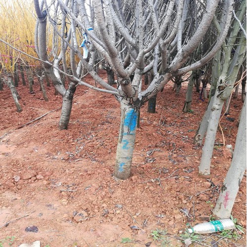 17-18-19-20-21-22公分樱花 樱花树 樱花价格