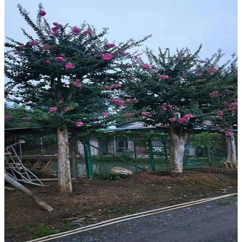 紫薇 紫薇价格 紫薇桩景价格 紫薇盆景价格 造型紫薇价格