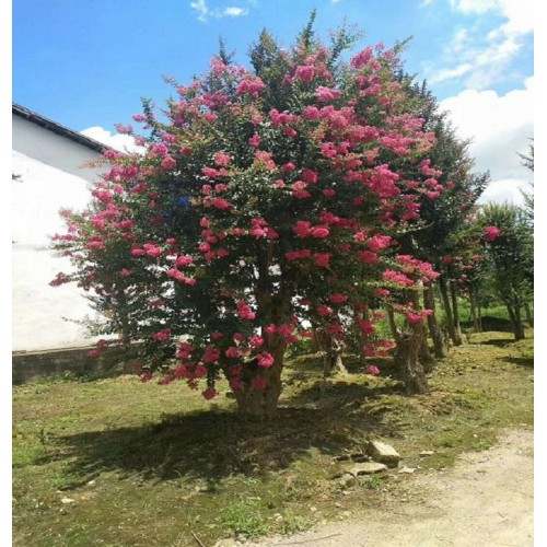 24-25-26-27公分紫薇价格 紫薇桩景价格 造型紫薇