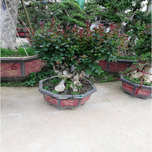 紫薇盆景价格 紫薇价格 紫薇桩景价格 造型紫薇价格