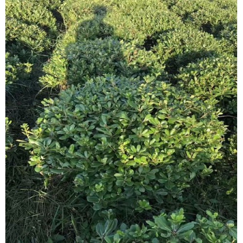 80-200公分海桐球 海桐球价格 海桐价格