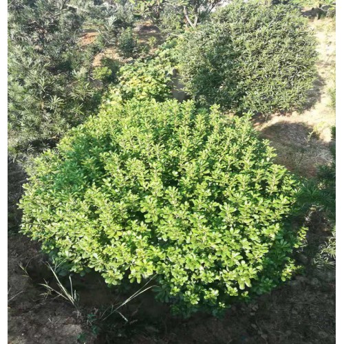 150-160-170公分海桐球 海桐球价格 海桐价格