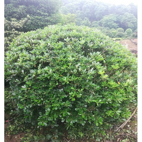 180-190-200公分海桐球 海桐球价格 海桐价格