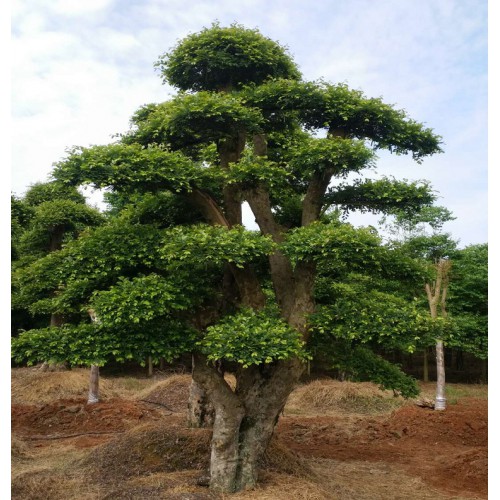 榆树桩景价格 榆树桩价格 造型榆树价格 蚊母桩价格
