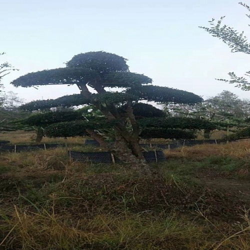 10-11-12公分榆树桩景价格 榆树桩价格 造型榆树价格