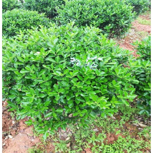 120-130公分大叶黄杨球 大叶黄杨球价格 大叶黄杨价格