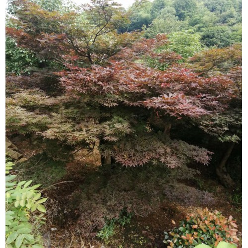 16-17-18公分红枫 红枫价格 红枫树价格 移栽红枫价格