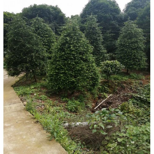 8-9-10-11公分红豆杉 红豆杉价格 红豆杉树价格