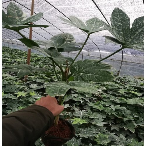 30-80公分八角金盘杯苗 八角金盘杯苗价格 八角金盘价格