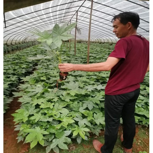 高20-30-40-50公分八角金盘杯苗价格 八角金盘价格