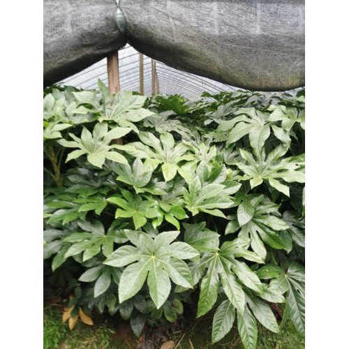 高50-60-70-80公分八角金盘杯苗价格 八角金盘价格