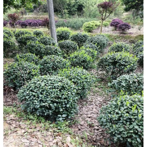 无刺枸骨 无刺构骨球 无刺枸骨价格 无刺构骨球价格