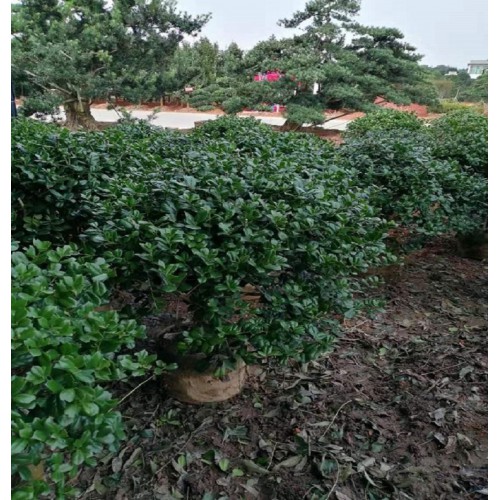 130-140公分无刺构骨 无刺枸骨价格 无刺构骨球价格