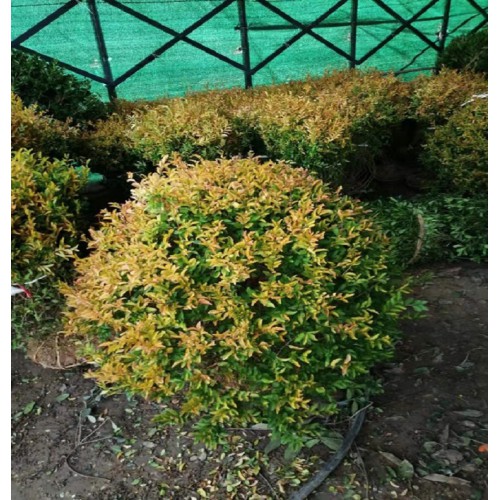 金冠女贞价格 金冠女贞小苗价格 金冠女贞球价格